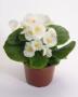 Seminte profesionale Begonia semperflorens - Ghetisoara - imagine 48963